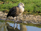 Blue-Winged Goose (WWT Slimbridge March 2012) - pic by Nigel Key